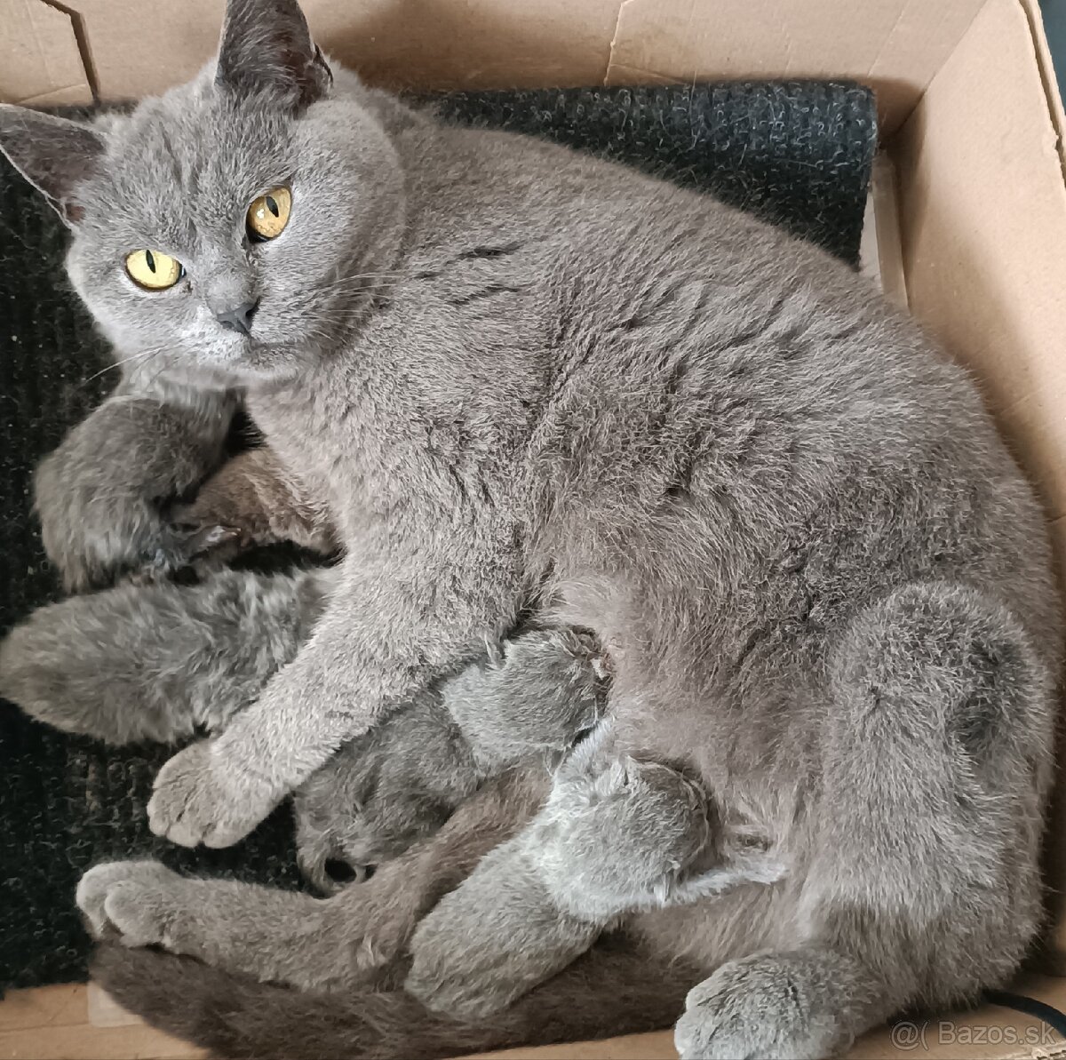 Britské mačiatka rezervácia - 3