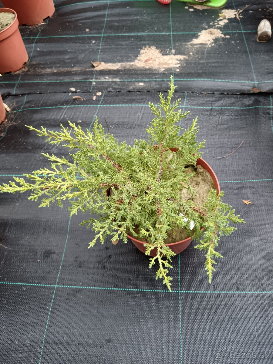 Predám prebytky rastlín borievka prostredný goldenkiss - 3