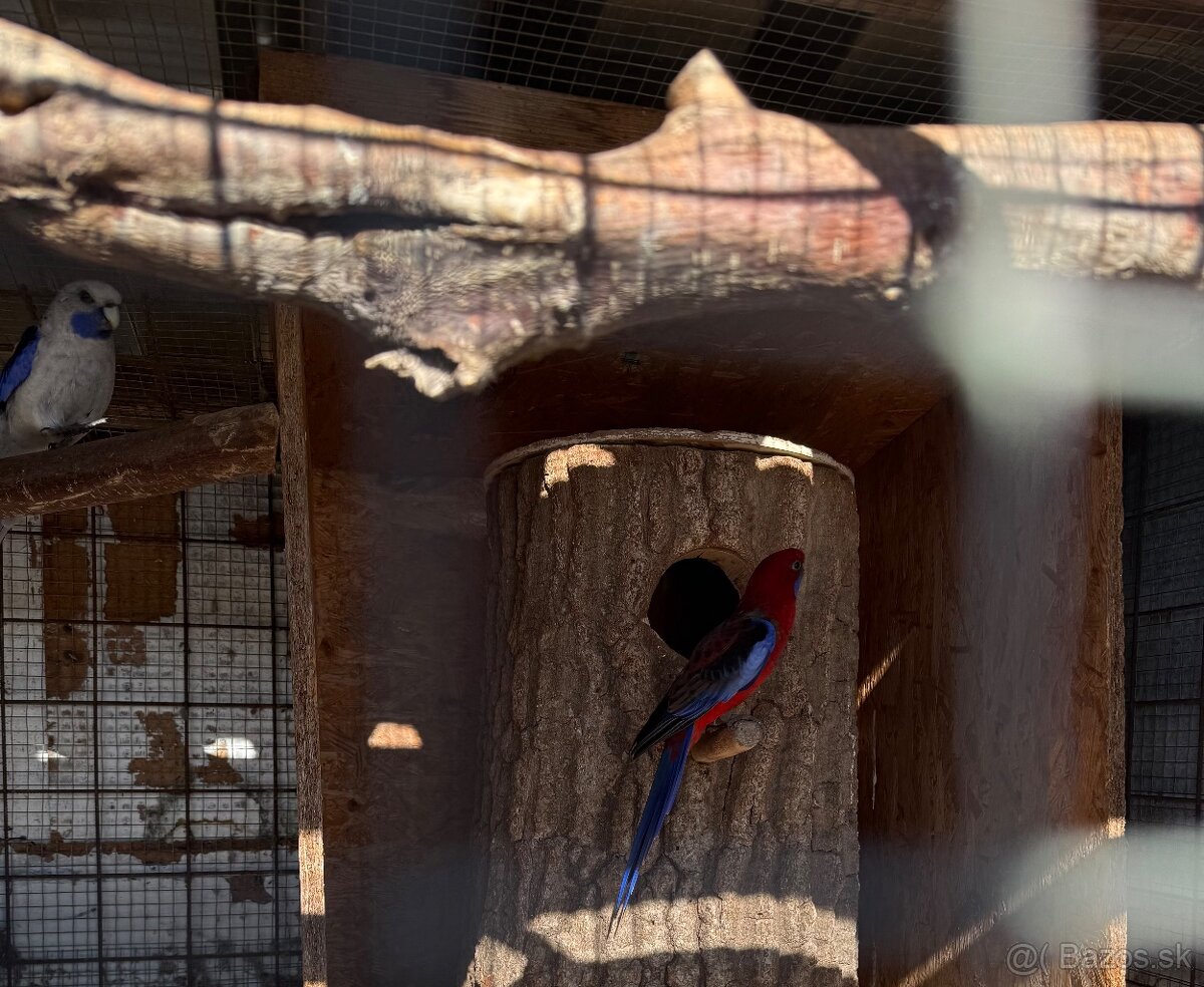 Penanty a papagáj kráľovský - 3