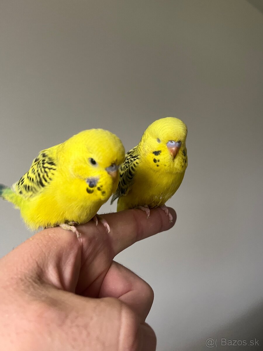 Andulka Maznačik - 3