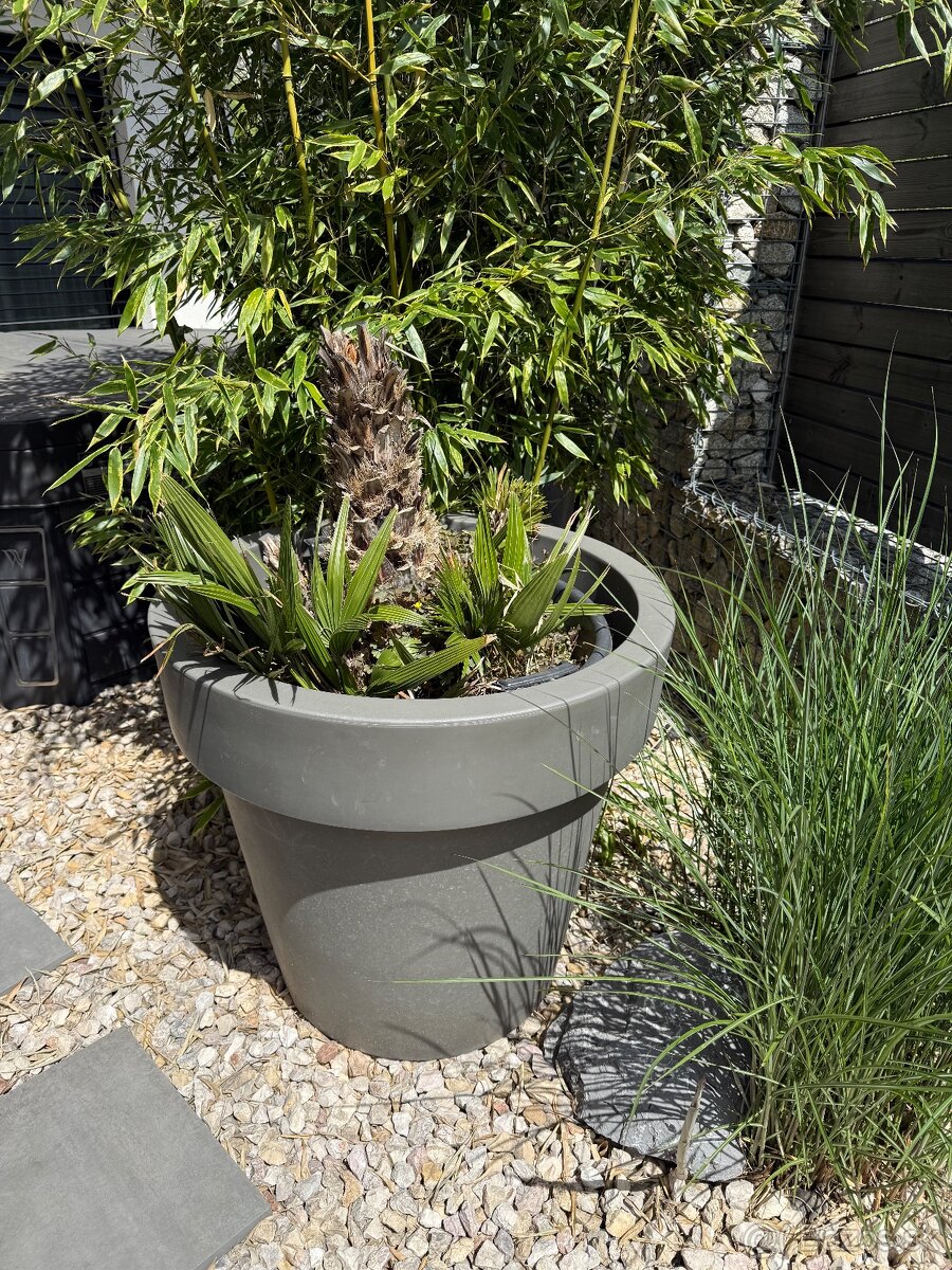 Masívny plastový kvetináč + palma - 3