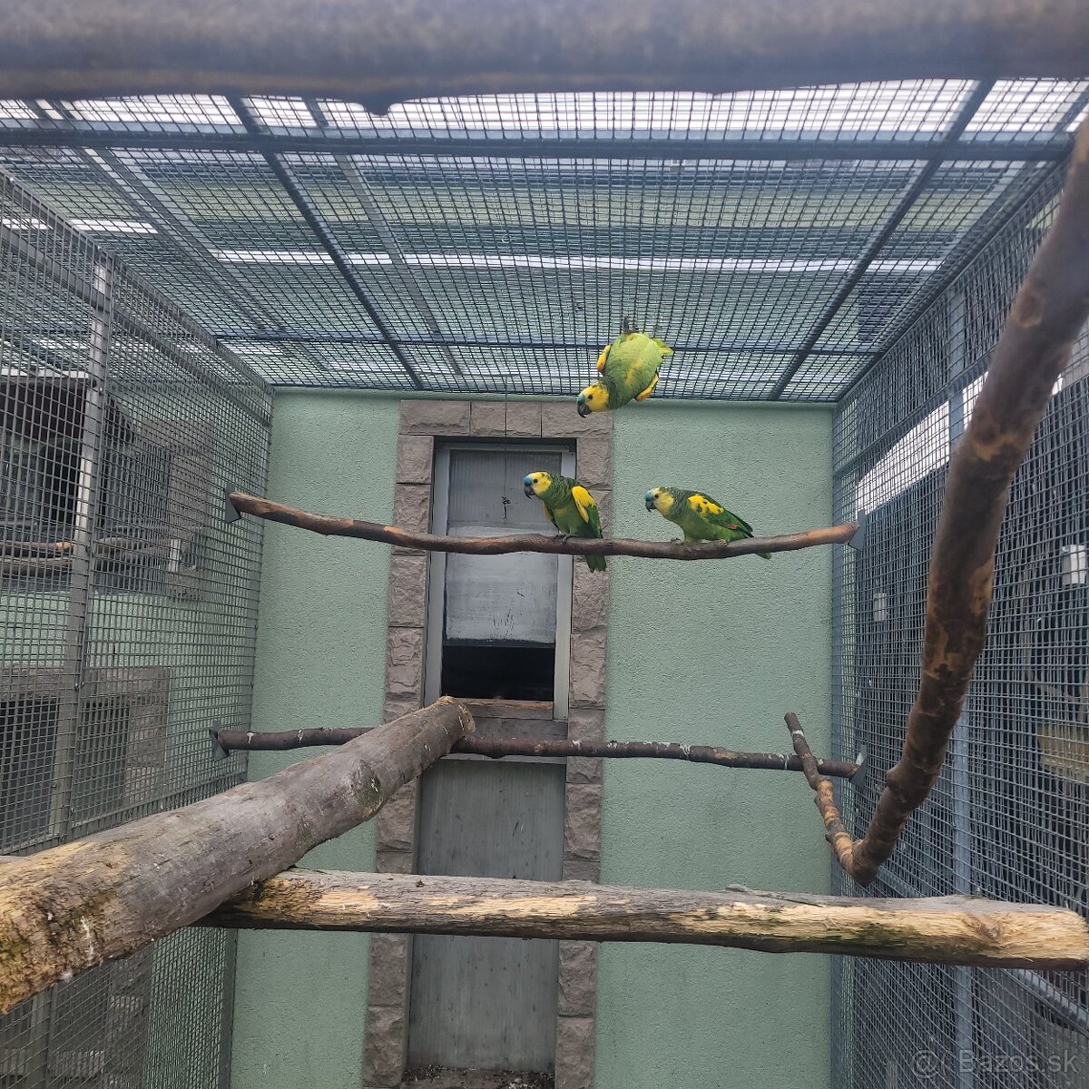 Amazonan modročely - 3