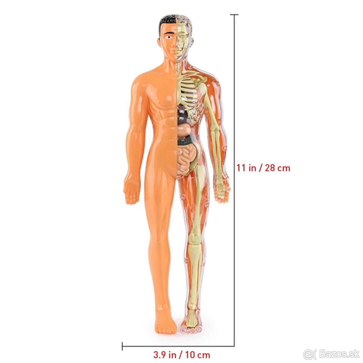 Anatomicky model cloveka 31 ks - 3