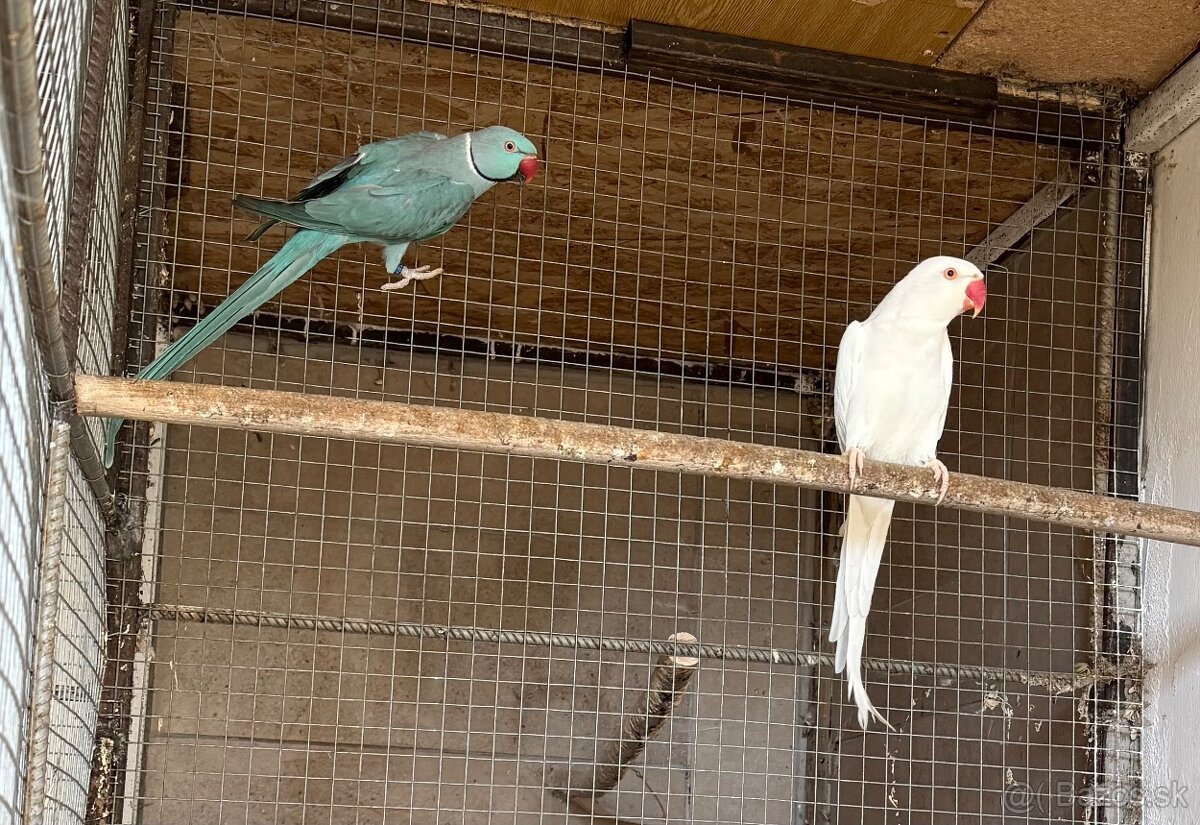 Alexander malý - pár - 3