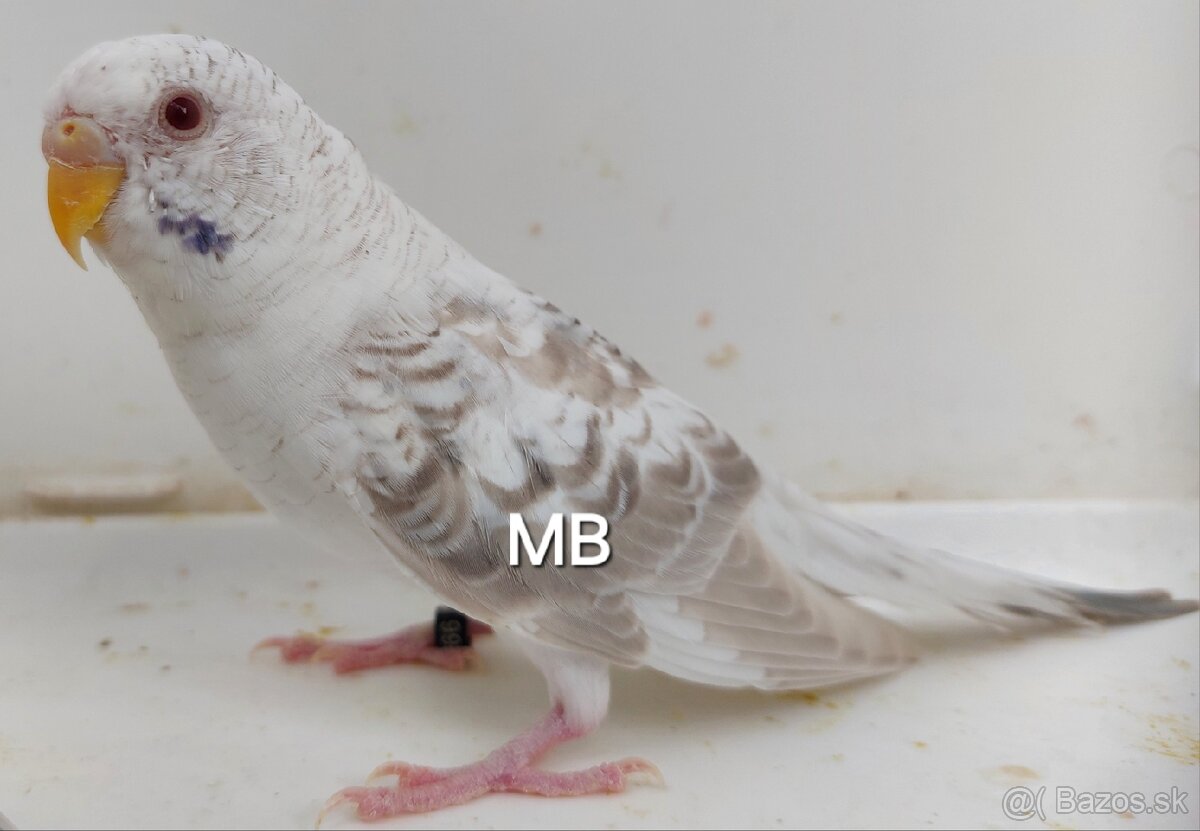 Fallow blackwings andulky - 3