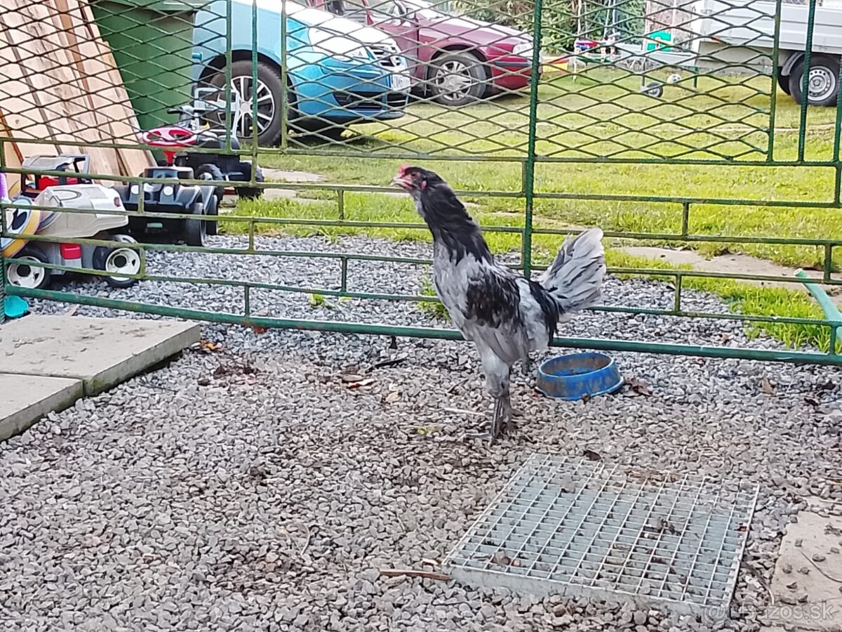 Kohúty araucana - 3