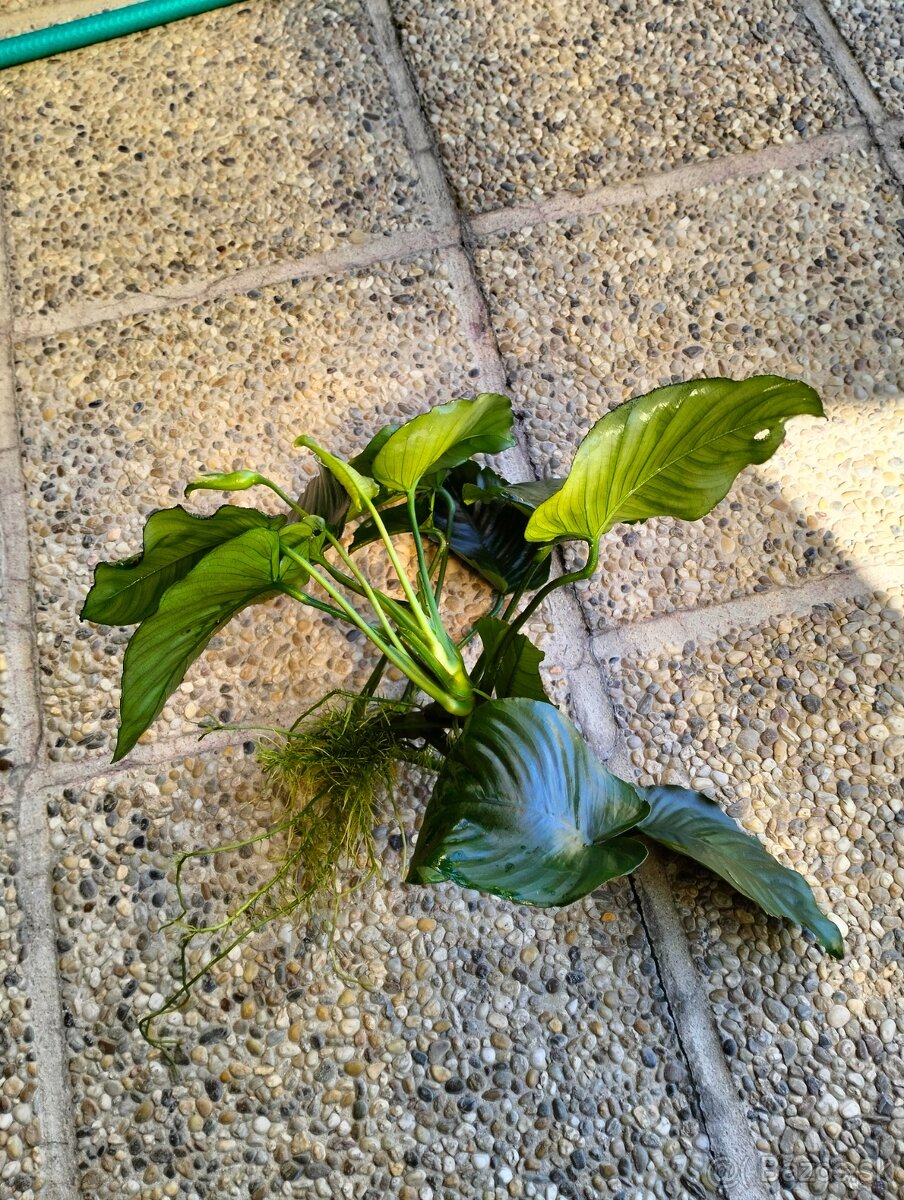 Akvarijne rastliny a rybky - 3