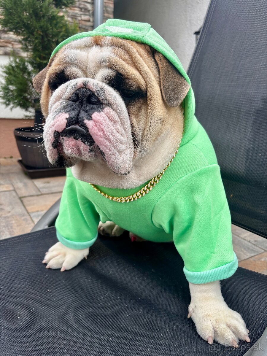 Anglický Bulldog KRYTIE - 3