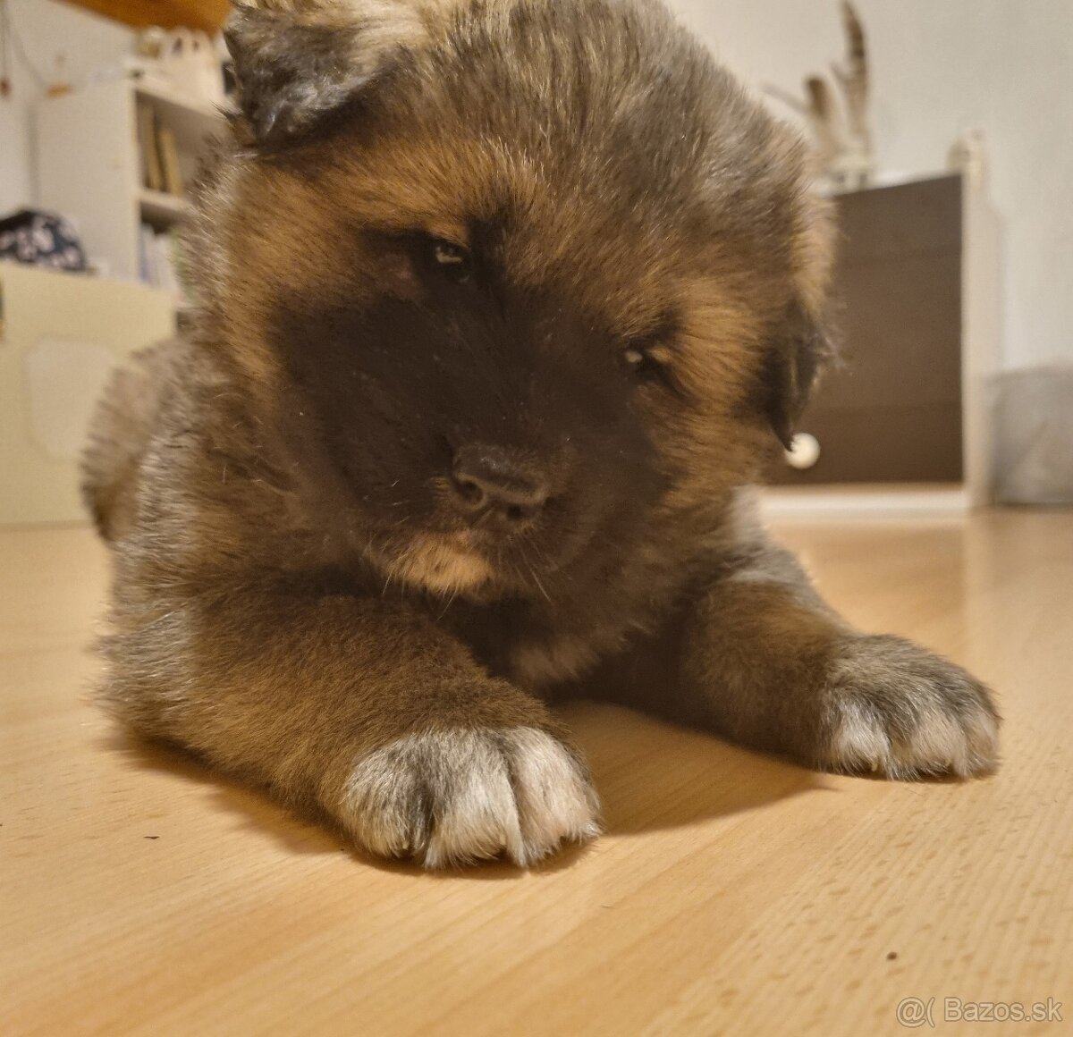 Darujem šteniatko - 3