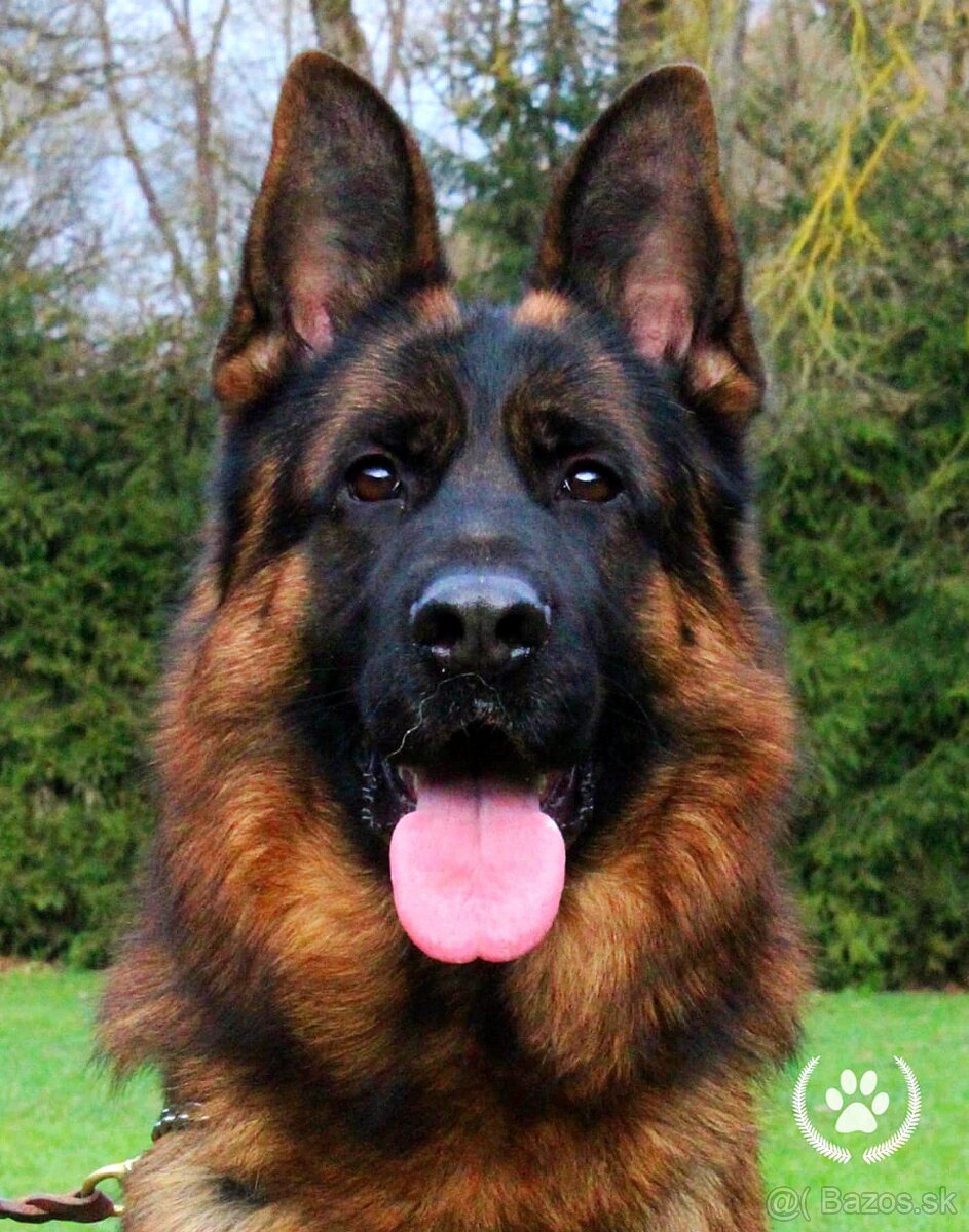 Nemecký ovčiak - 3
