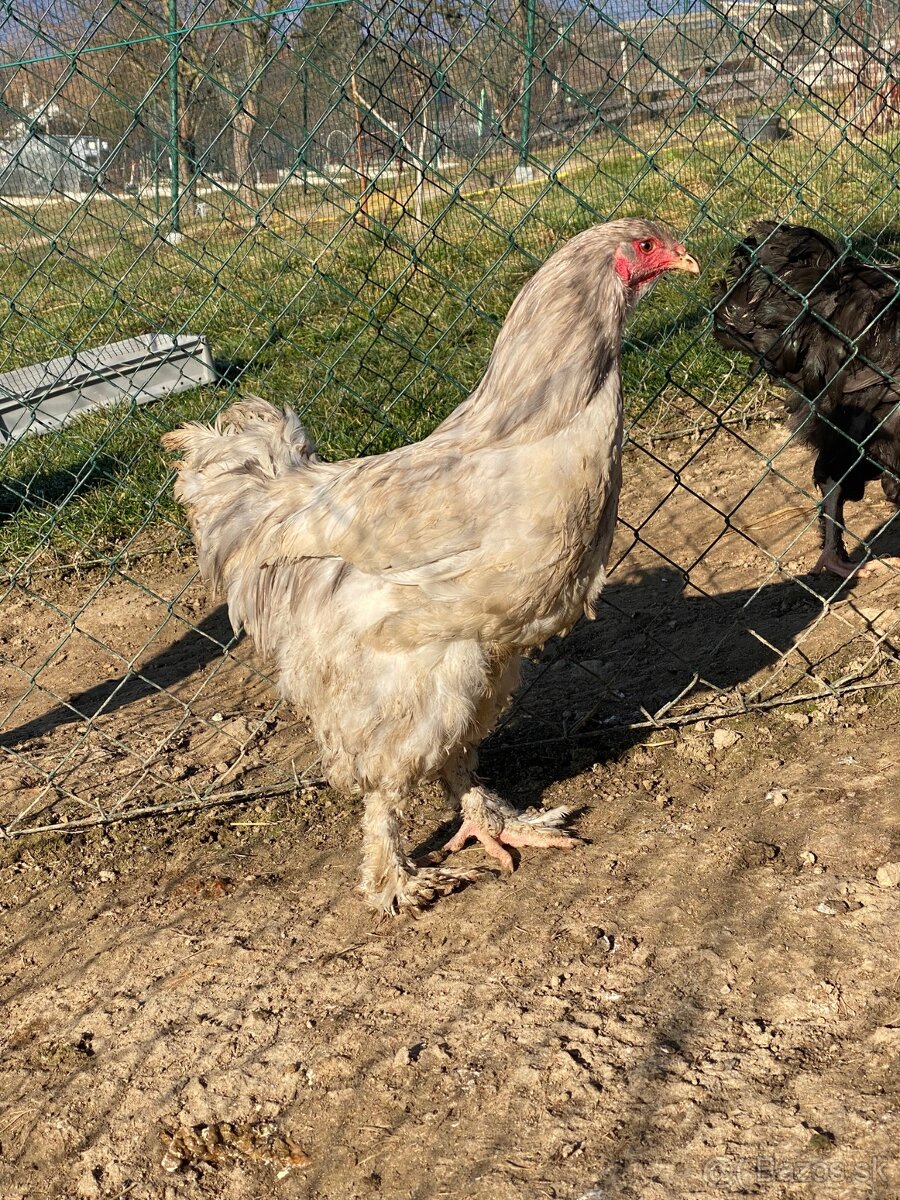 Predám kohútov Brahma veľká - 3