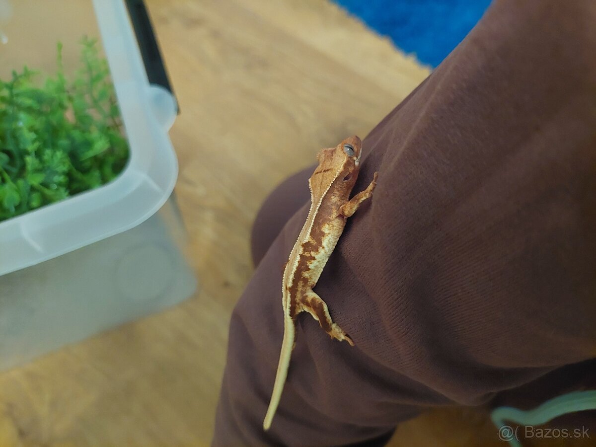 Pagekón riasnatý - 3