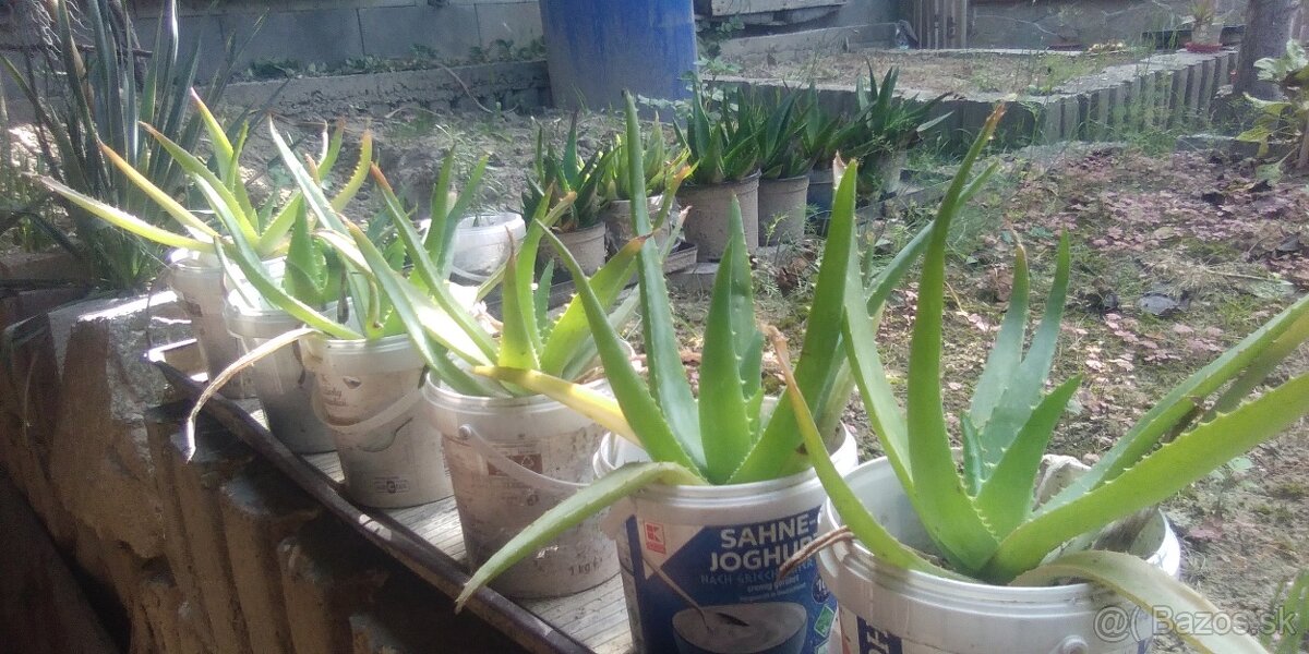 Aloe vera - 3