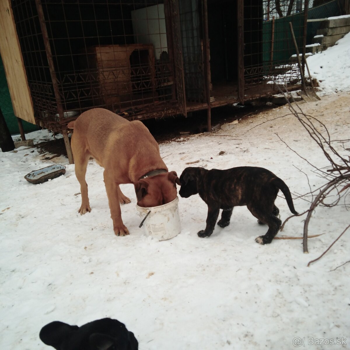 Cane corso - 3