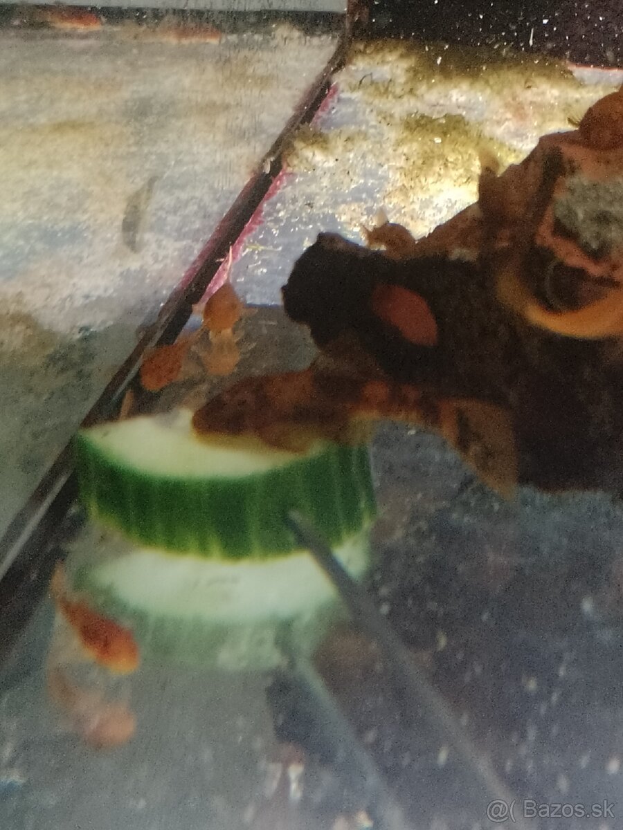 Ancistrus red, Brown LDA16. - 3