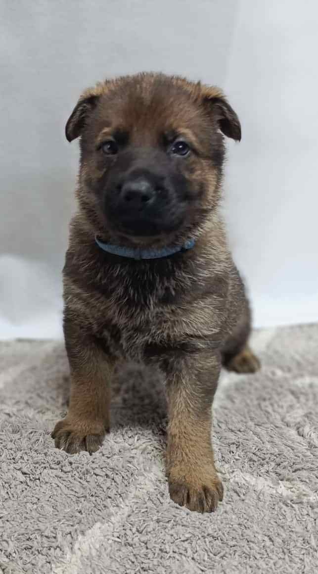 Německý ovčák s PP - 3