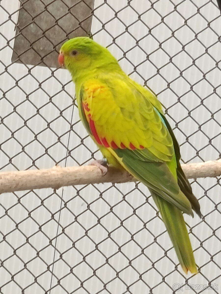 Predám 1:1 ALEXANDER VELKÝ MODRÝ 2024 - 3