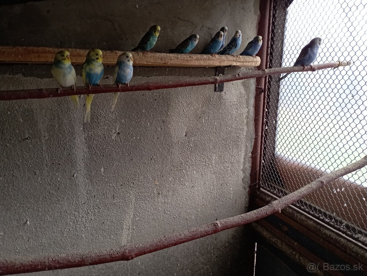 Predám vtákov. - 3