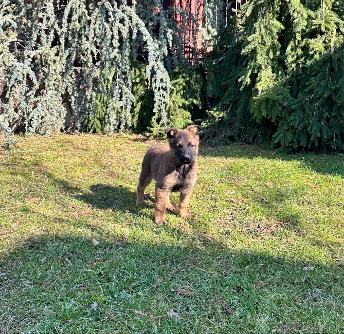 Belgický ovčiak- Malinois - 3