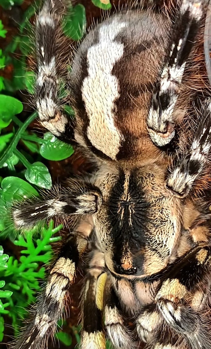 Tarantula,vtackár - 3