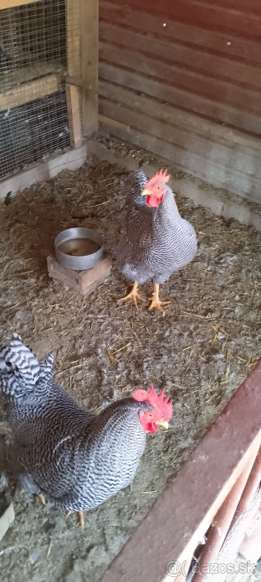 Kohúty amrox a vlaška striebrokrká - 3