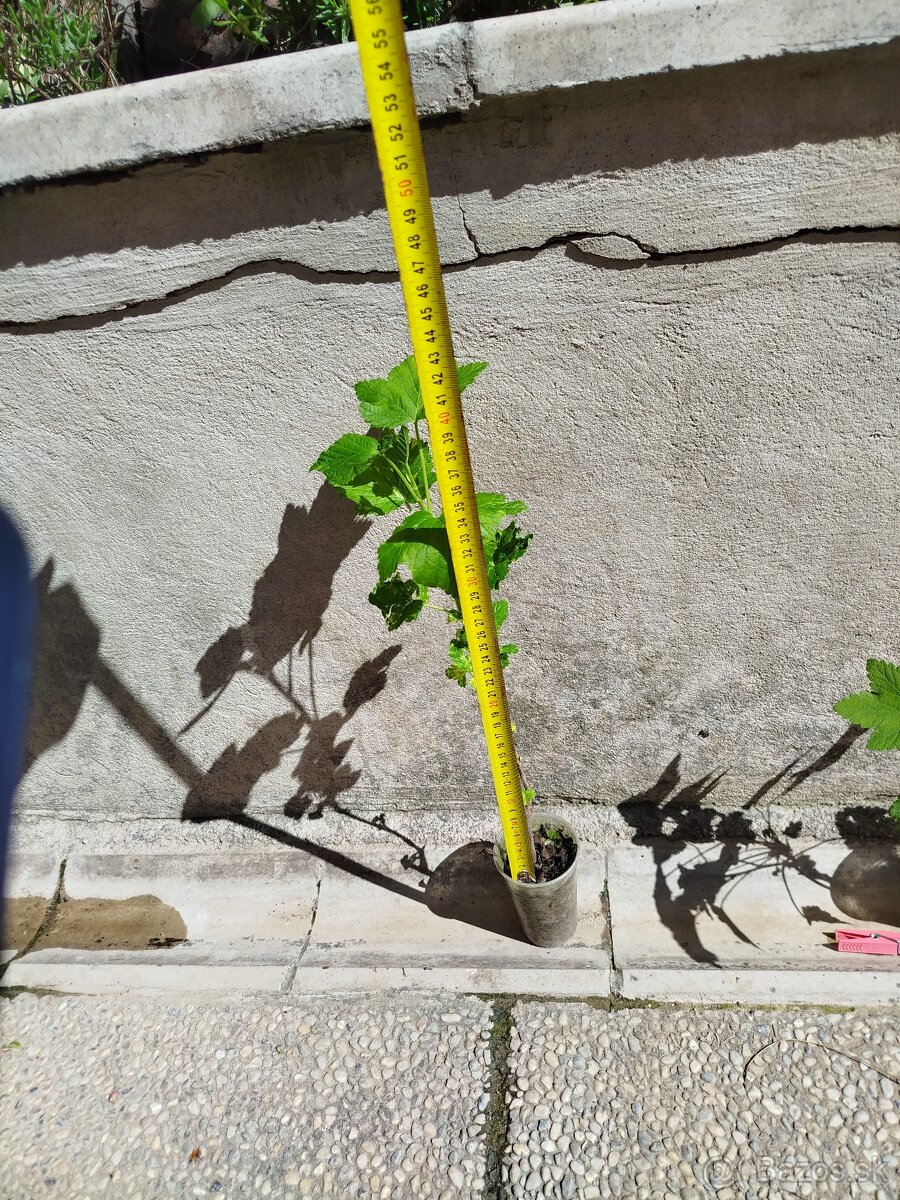 Čierne ríbezle Titania - 3