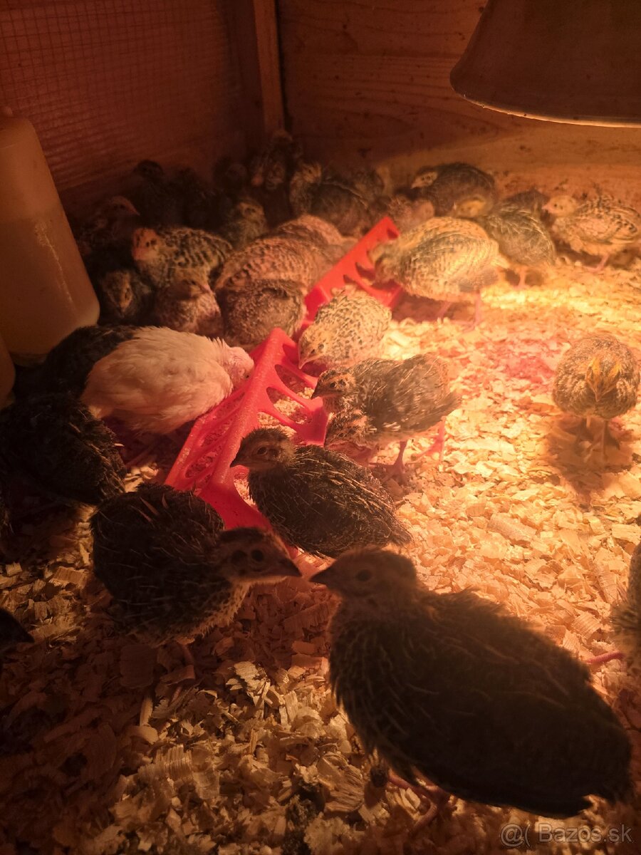 Japonské prepelice,prepeličky - 3