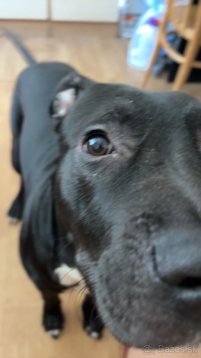 Americky stafford - 3