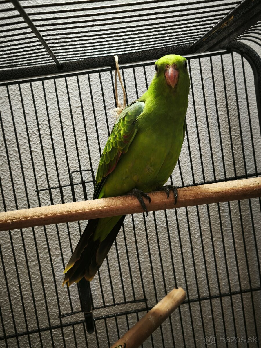 Papagáj červenokrídly - 3