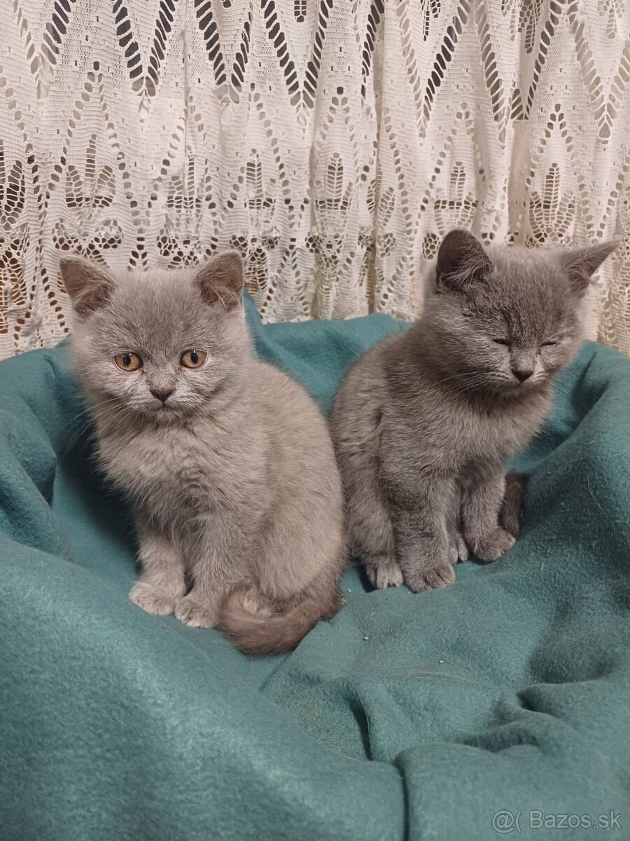Britské mačiatka - 3
