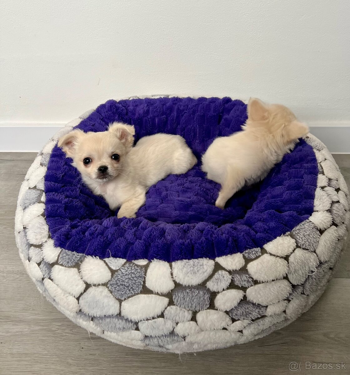 Šteniatka čivava chlapci - 3