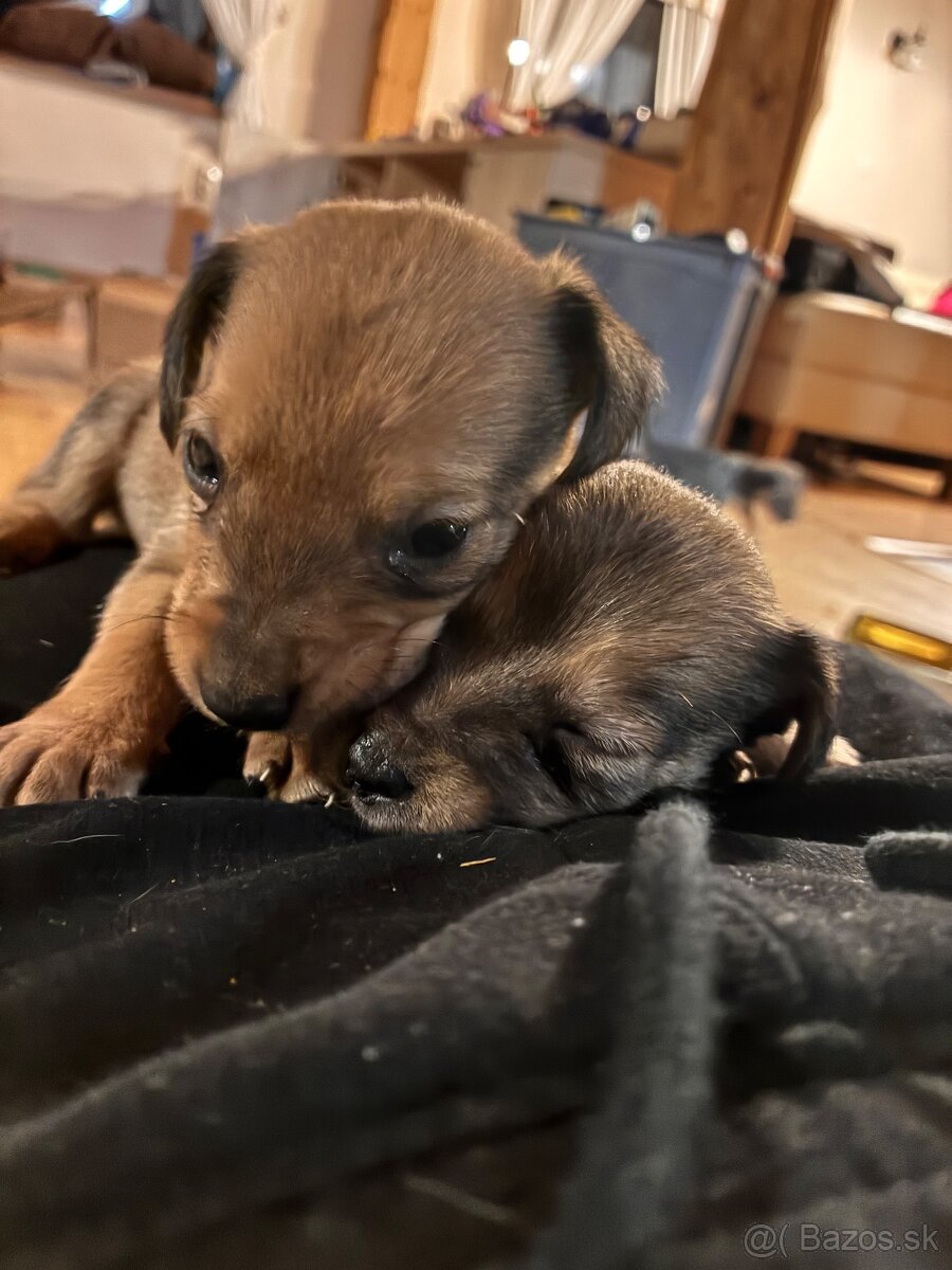 Ponúkam dvojmesačné šteňatá - 3