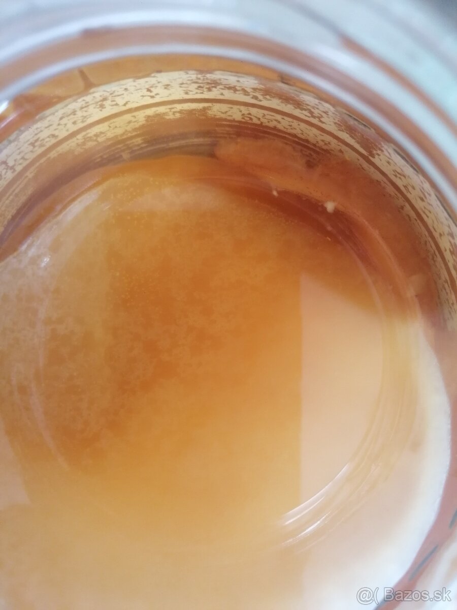 Kombucha huba - 3