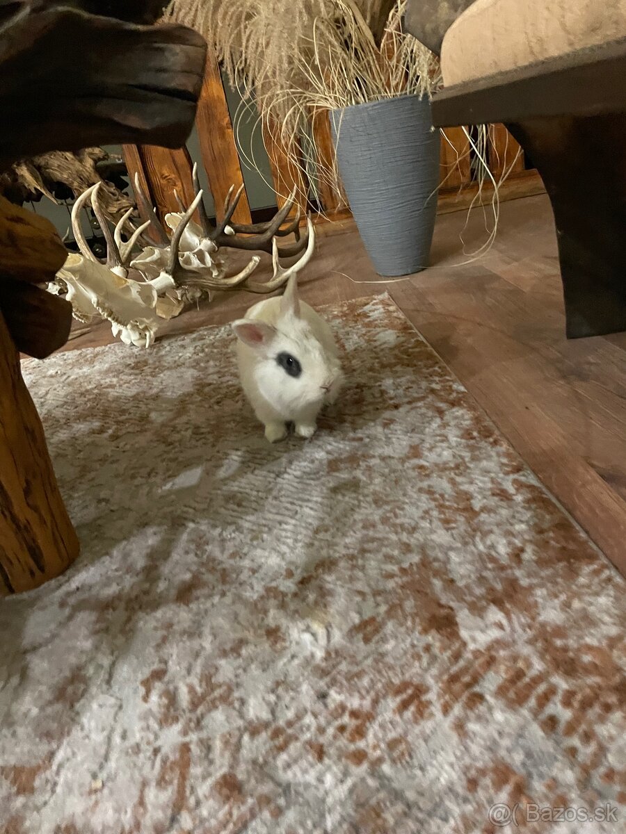 Darujem zajačika - 3