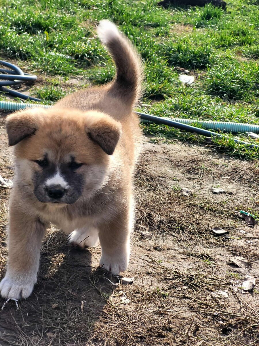 Akita inu steniatka - 3