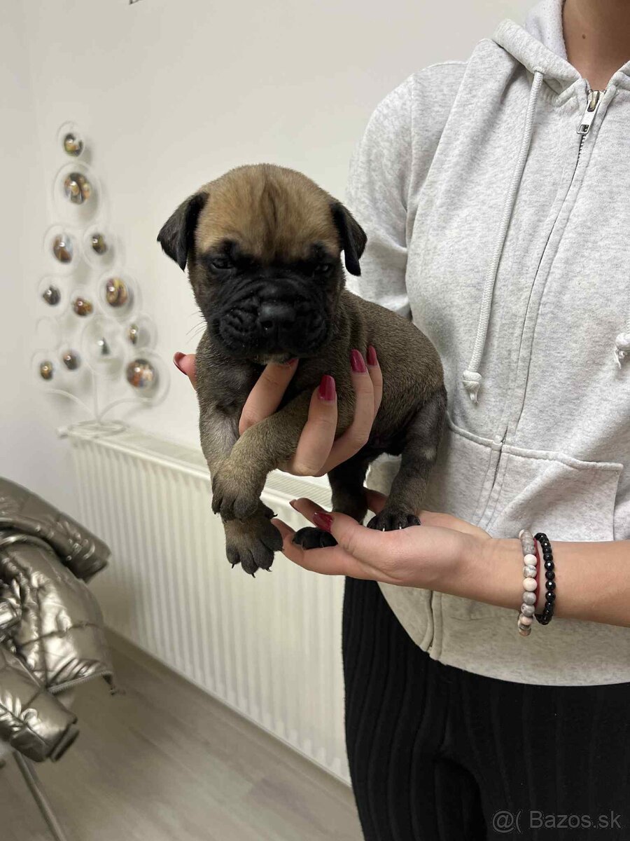 Bullmastiff s PP - 3