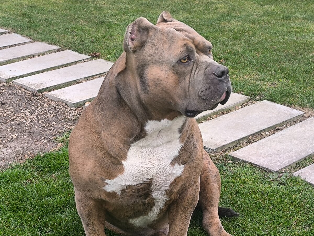 American Bully krytie - 3