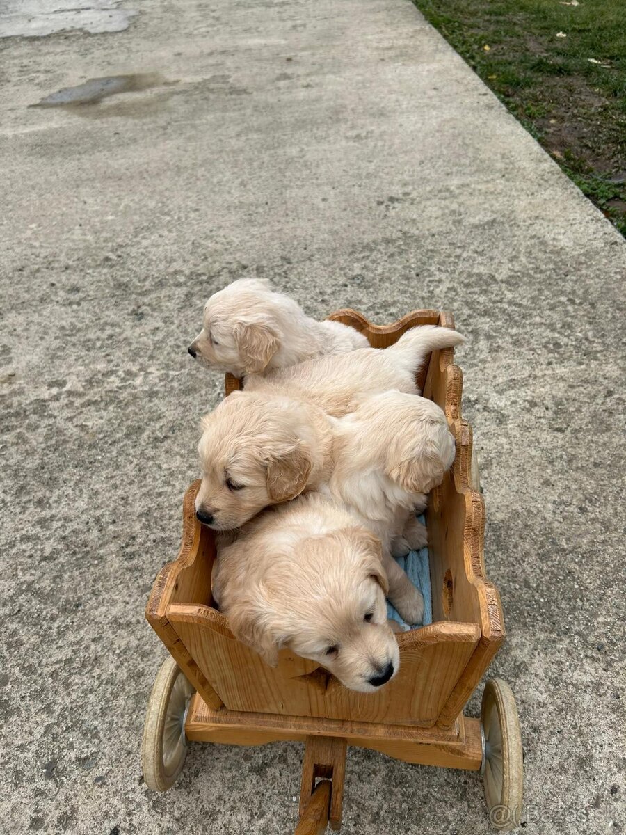 Zlatý retriever - 3