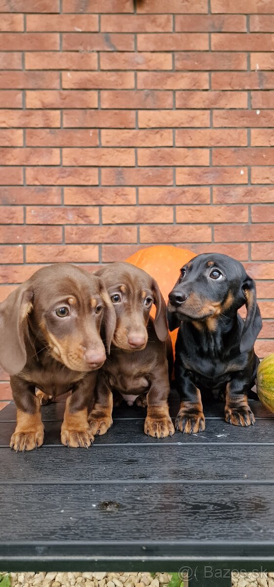 Jazvečík trpasličí - 3