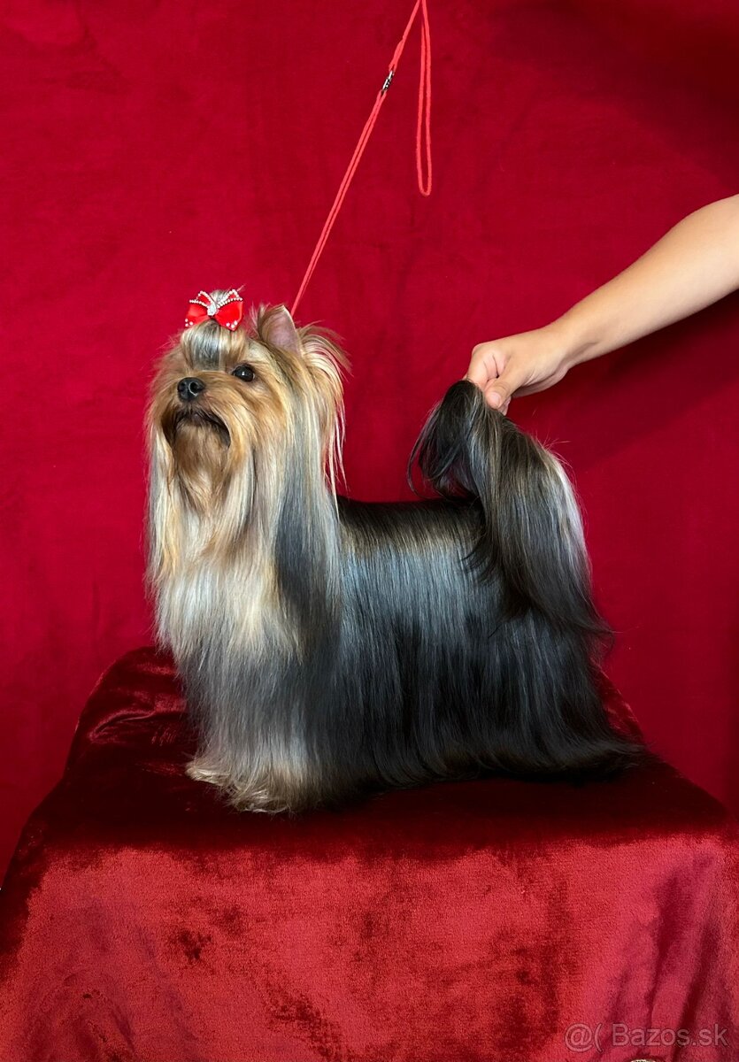 Yorkshire terier - 3