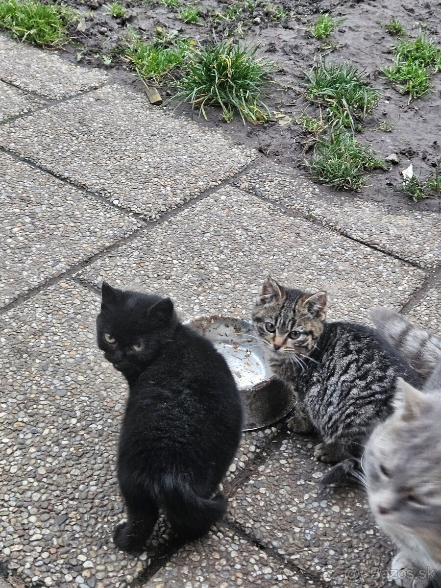Mačiatka - 3