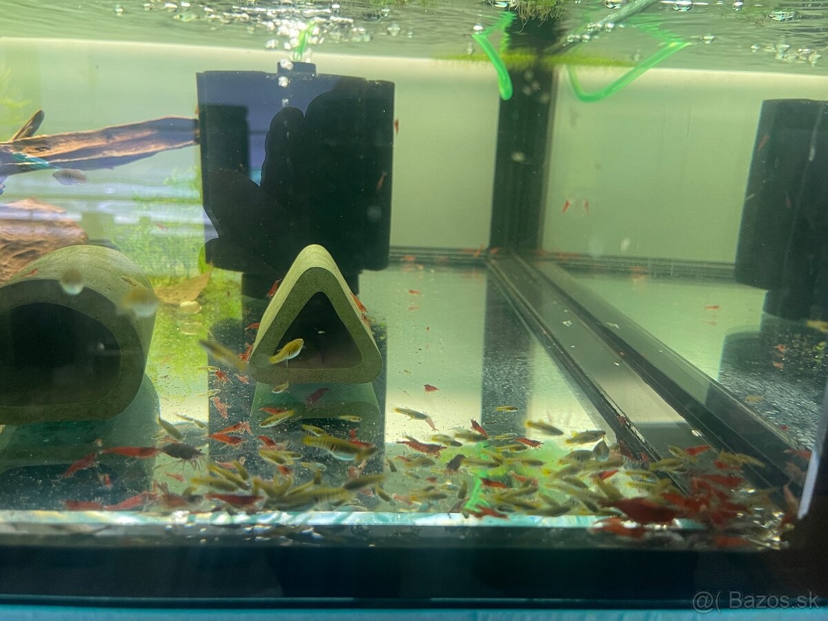 Neocaridina sakura red - 3