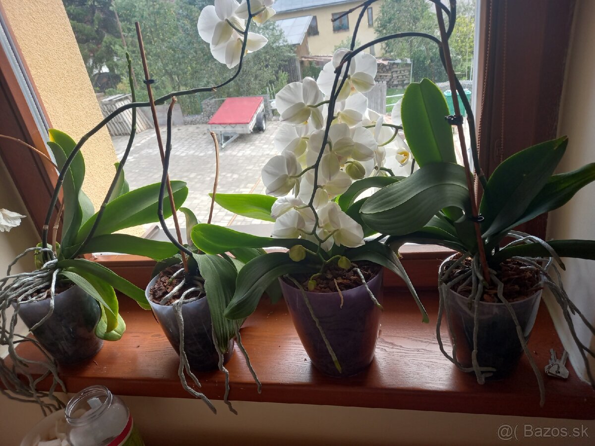 orchidea - 3