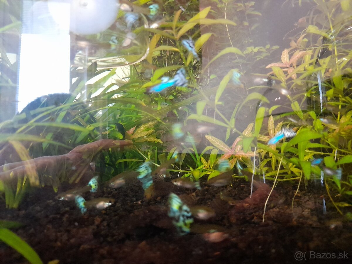 Japan Blue White Mosaic guppy - 3