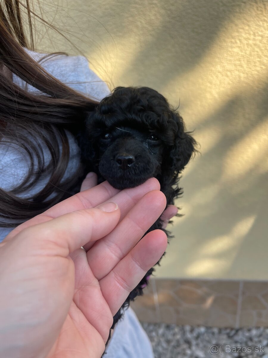 Pudel toy/trpaslici s pp - 3