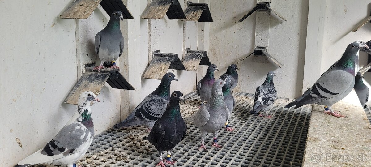Postove holuby - 3