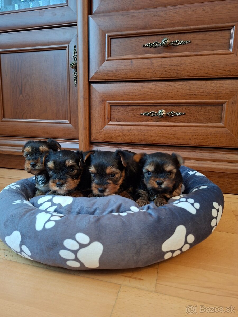 Yorkshirsky terier York - 3