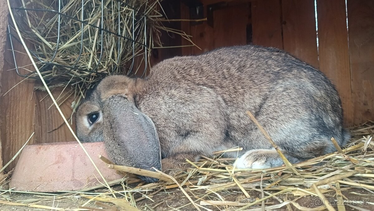 Francúzsky baran - 3