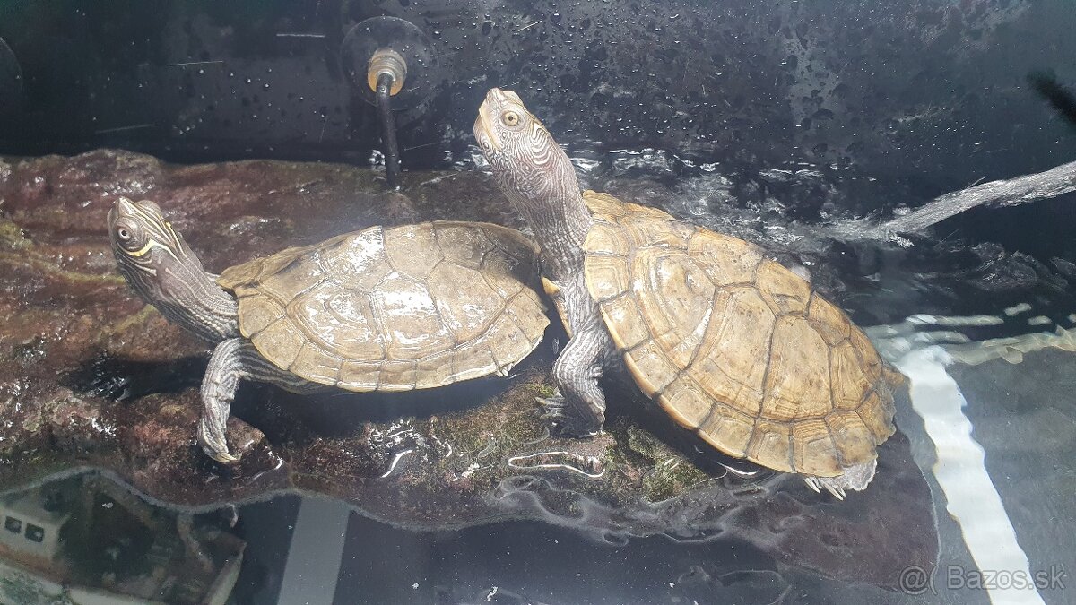 Vodné korytnačky - 3