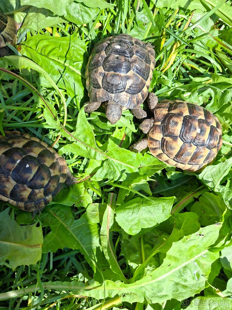 Suchozemská korytnačka - 3